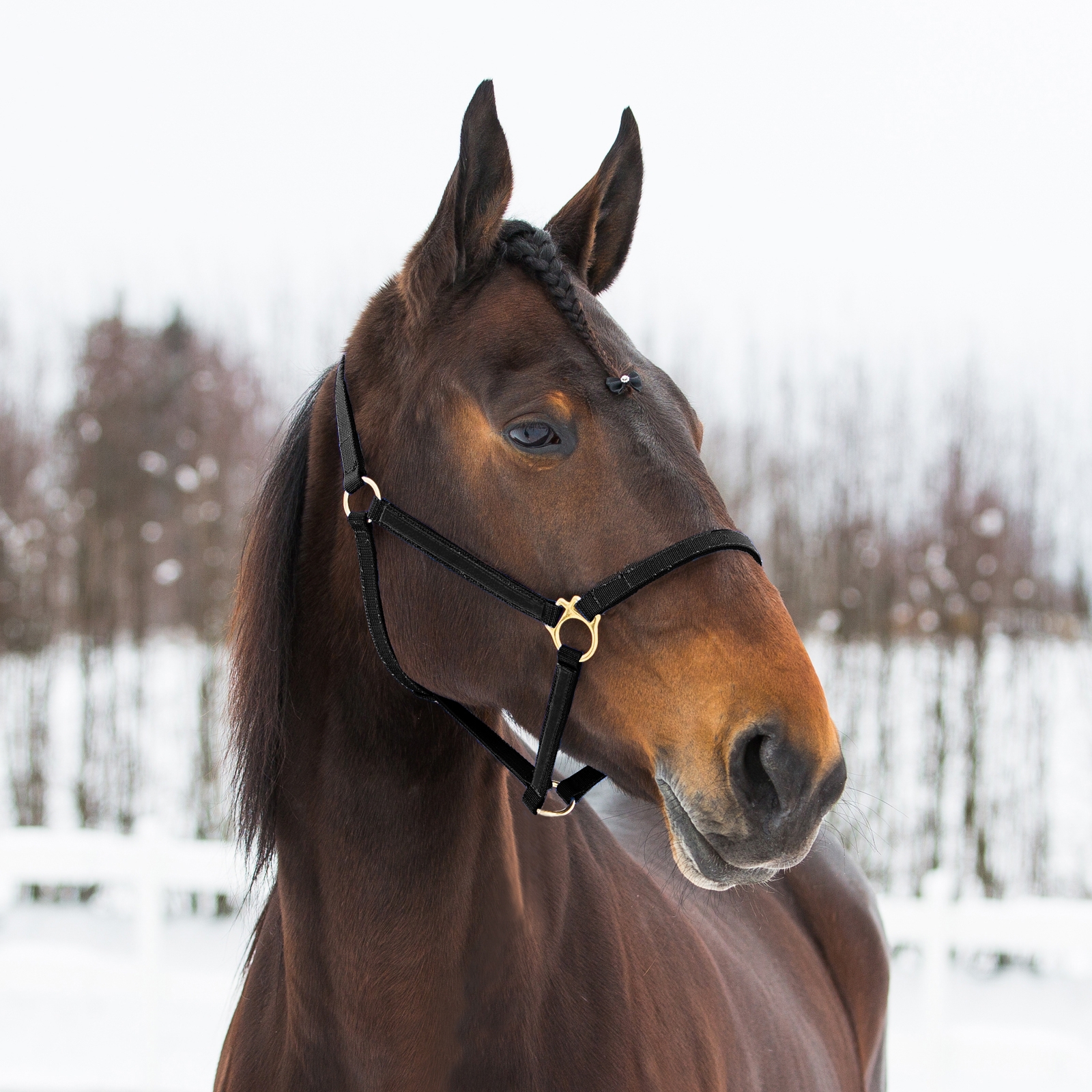 Black Licol Yankee nylon Finntack Pro synthétique