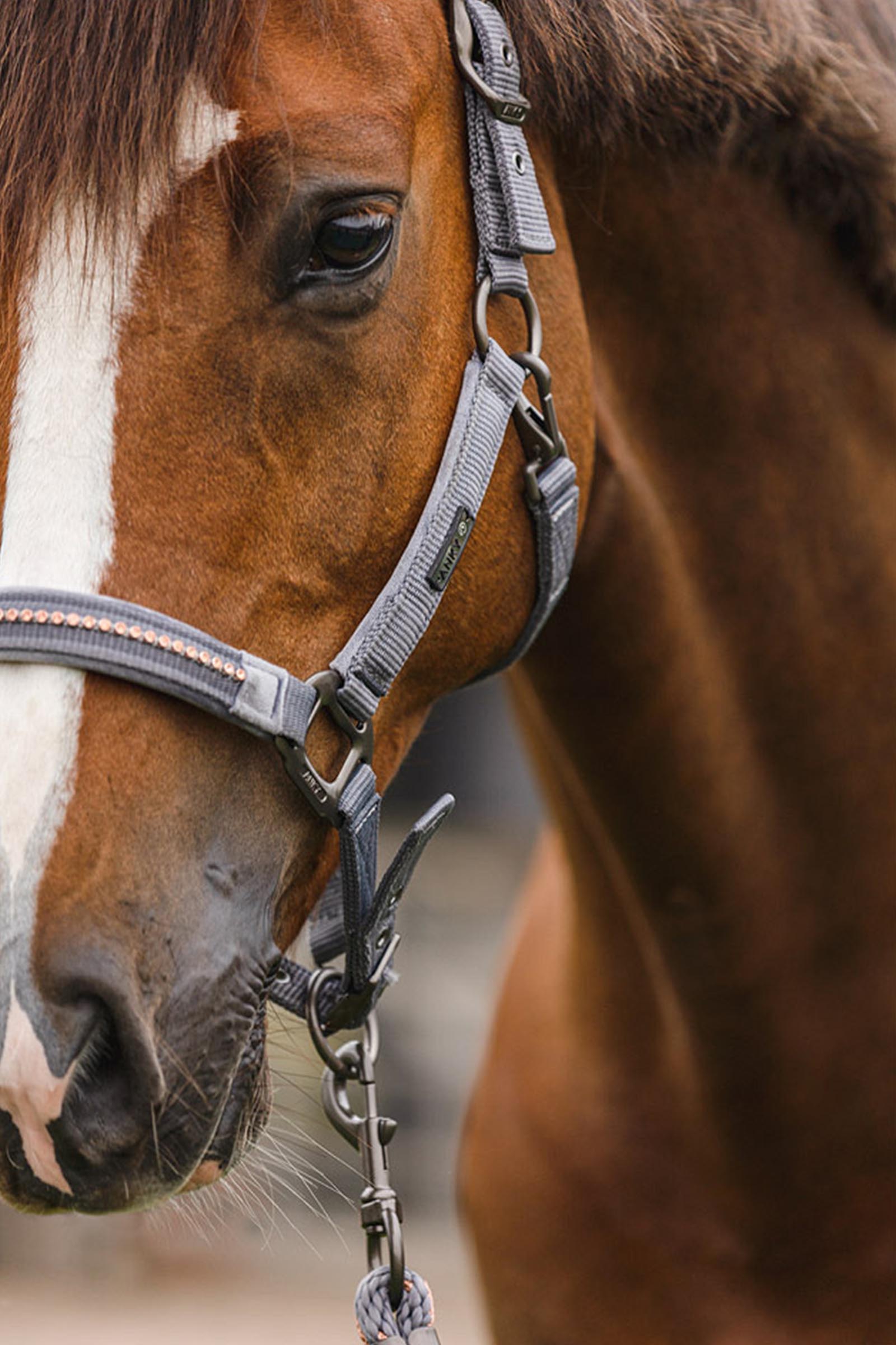 ANKY Stones Licol et longe