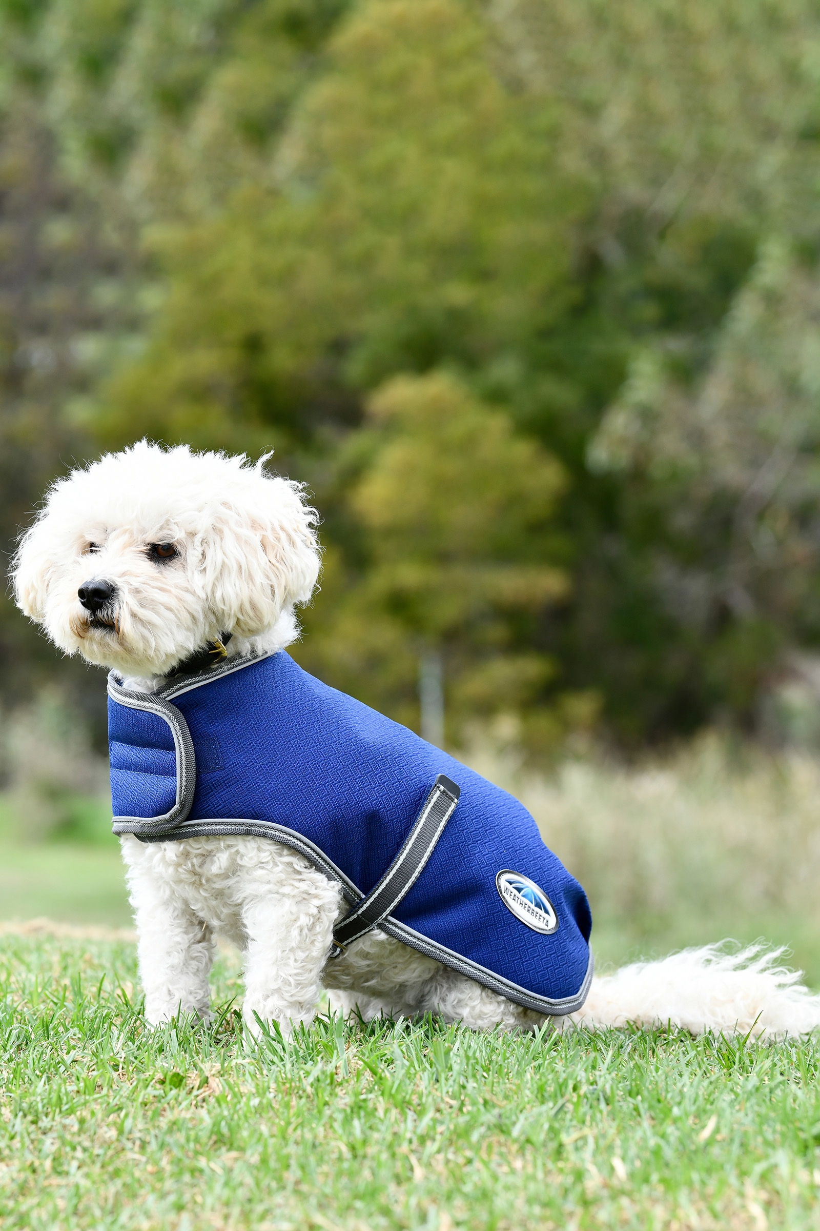 Manteau pour chien Weatherbeeta Comfitec Premier Free Parka  Medium 220 g