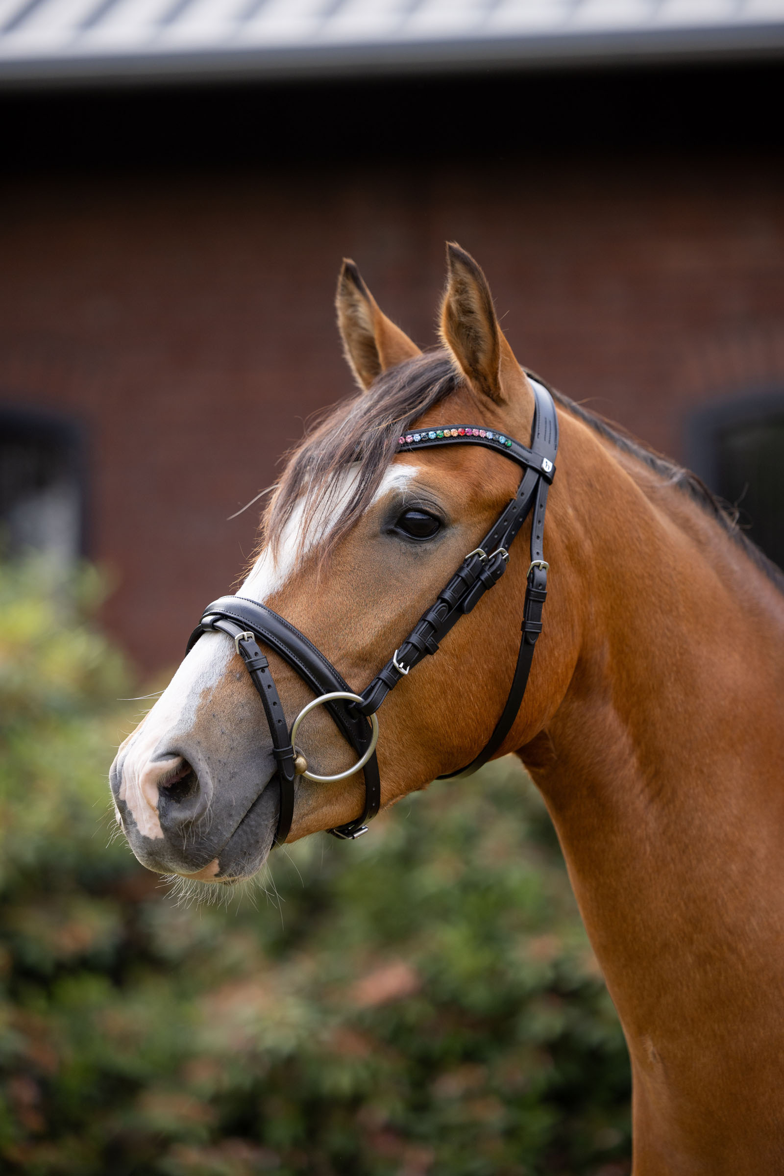 Horze bridon pour poney Rainbow Dash