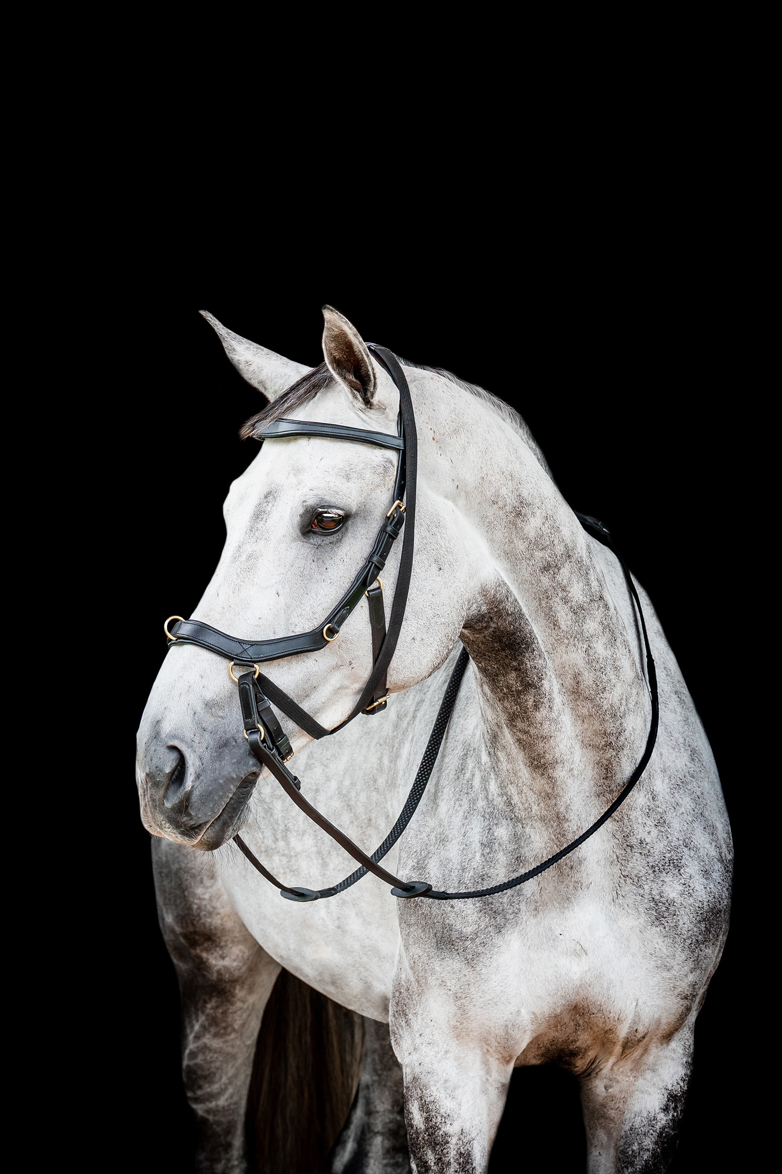 Horseware Micklem 2 Multi Bride