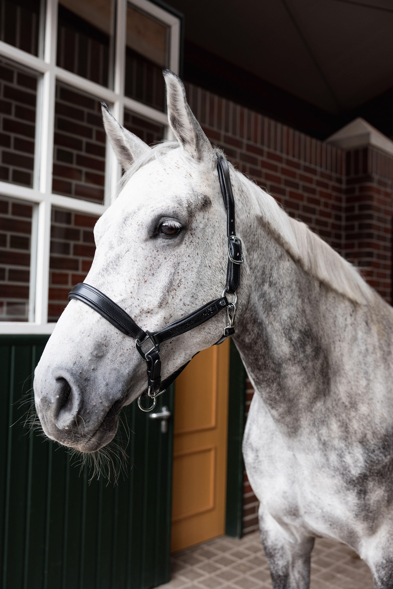Licol en cuir Horze Delémont