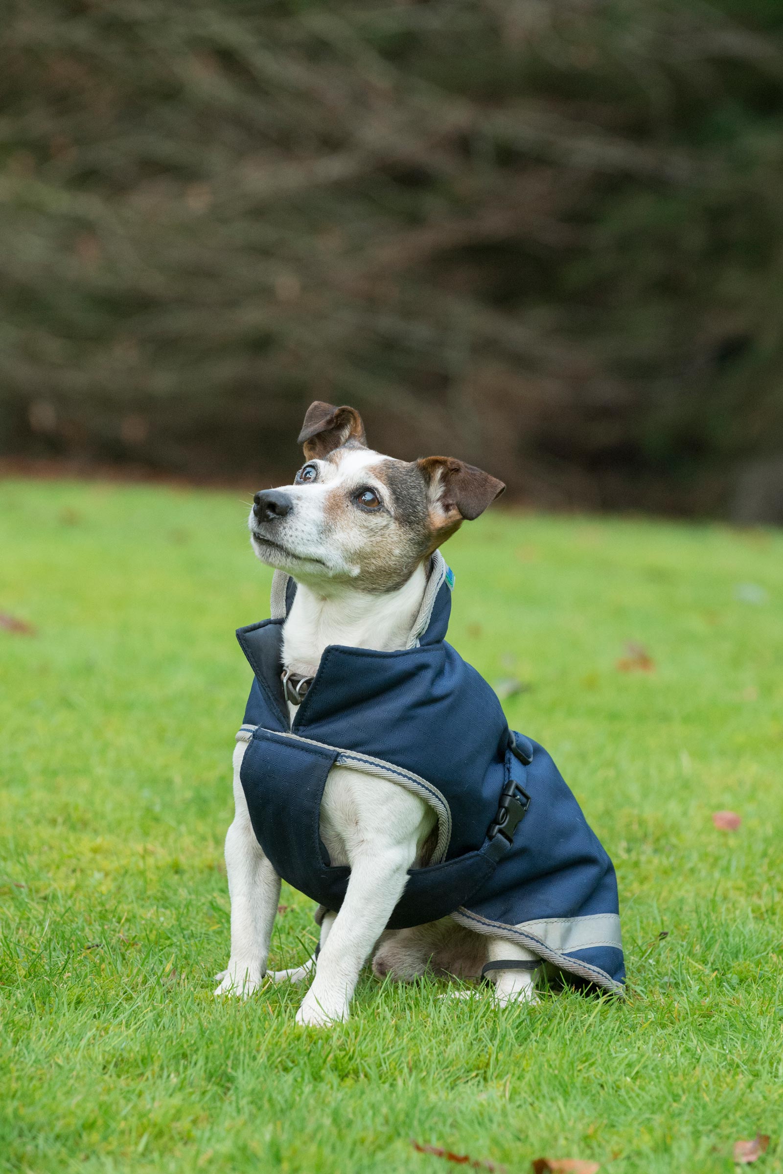 Bucas Freedom Couverture pour chien, 50g (30-45 cm)