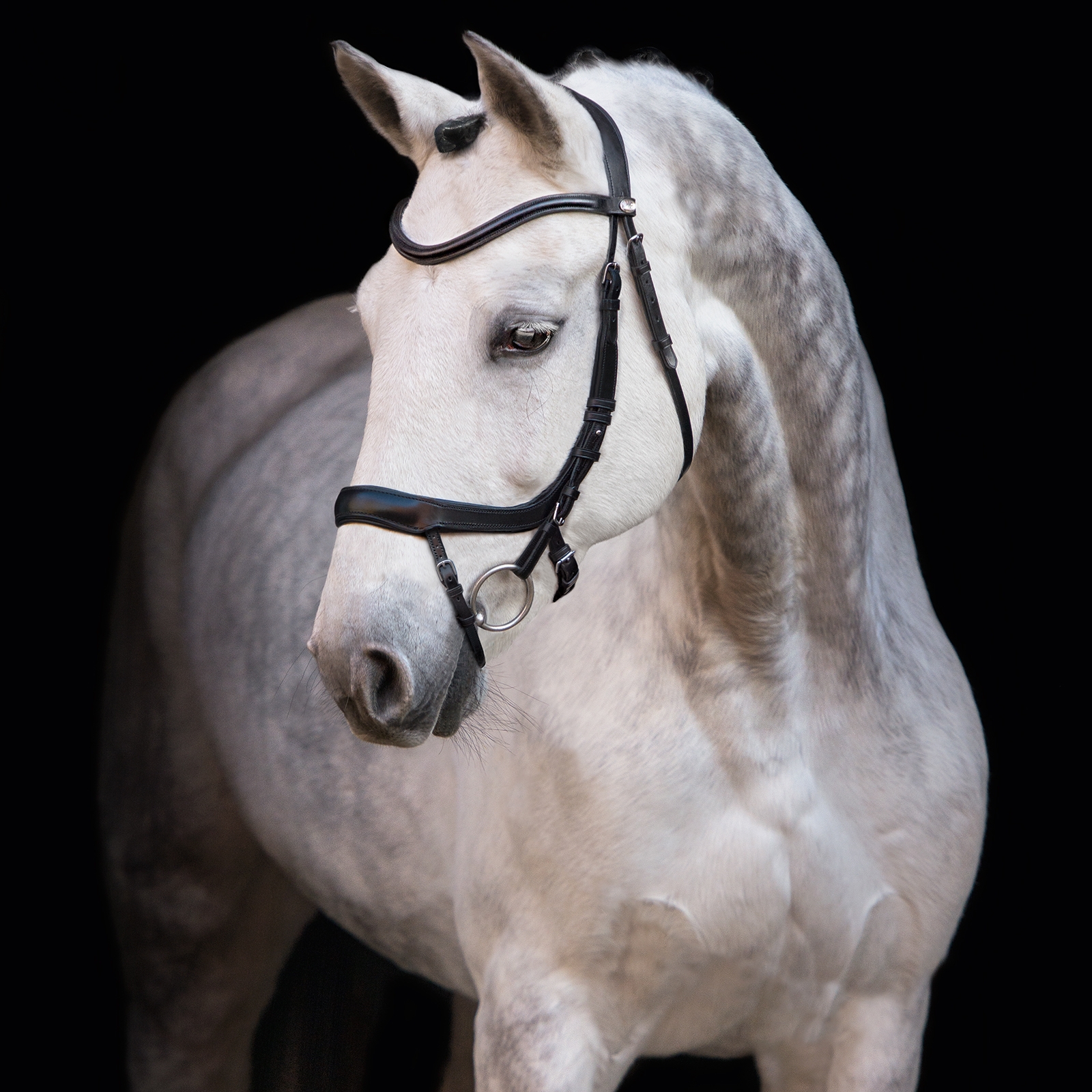 Bridon Schockemöhle Sports Equitus Alpha