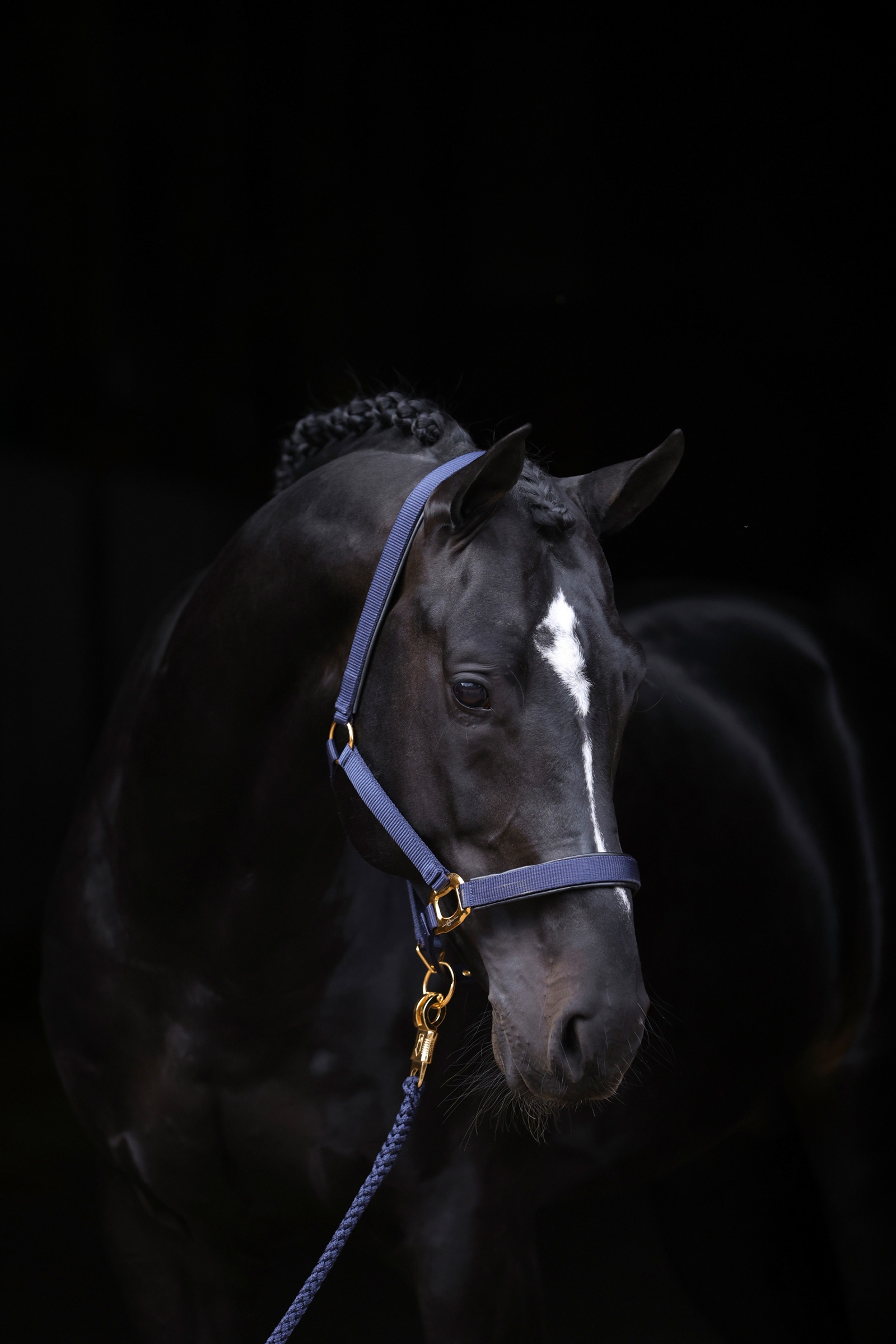 DB/AB Licol Covalliero TopLine